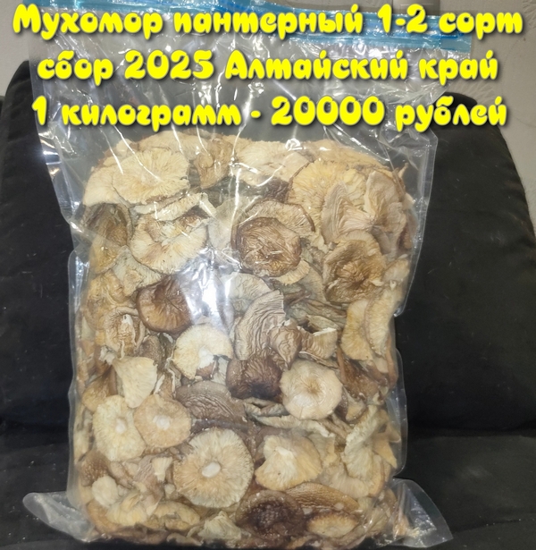 Мухомор пантерный по скидке